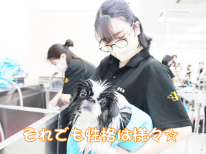 学校のモデル犬とトリミングをがんばっています♪